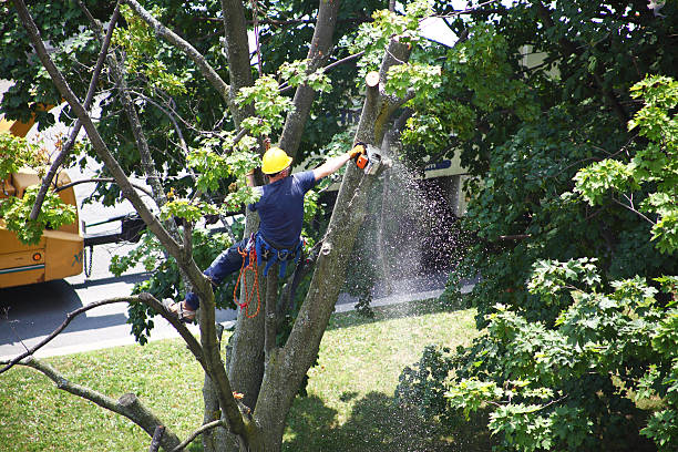 How Our Tree Care Process Works  in  Oskaloosa, KS
